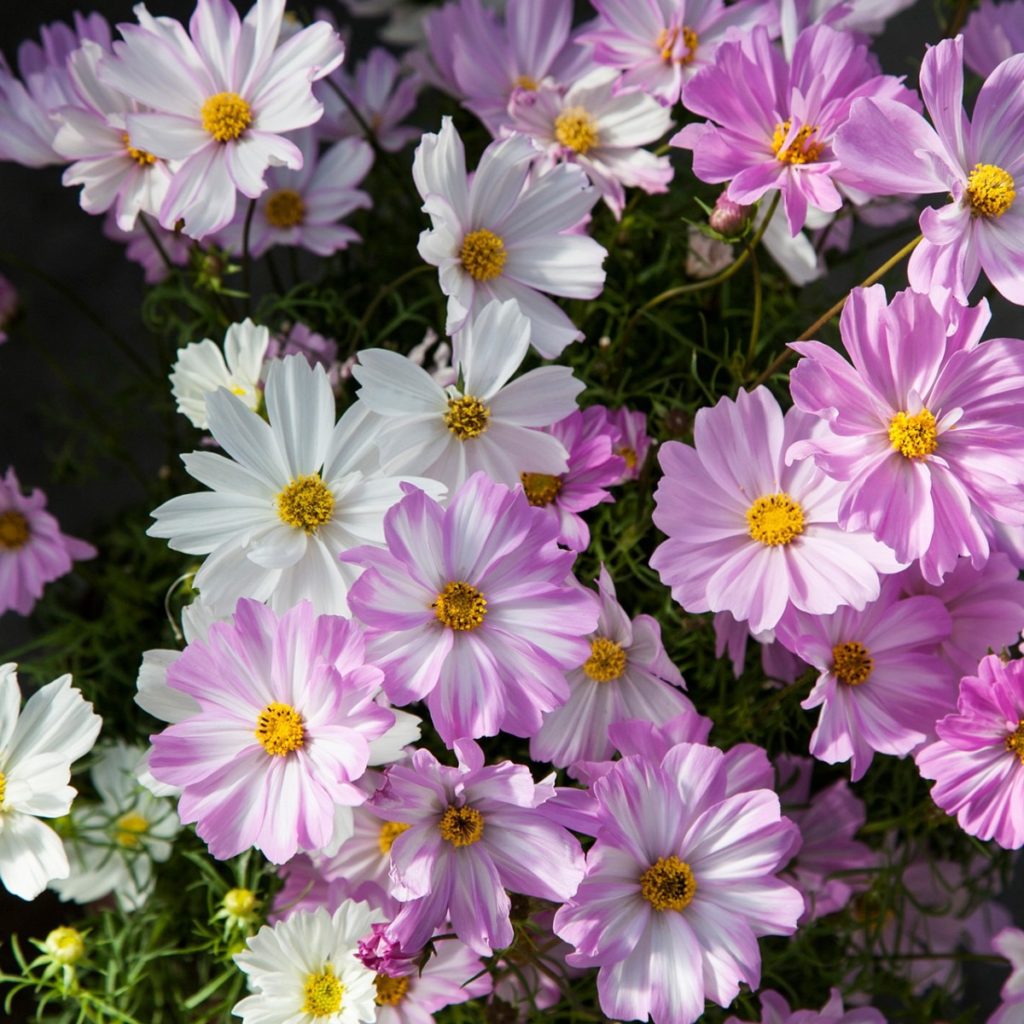 Cosmos Apollo Lovesong Beds & Borders