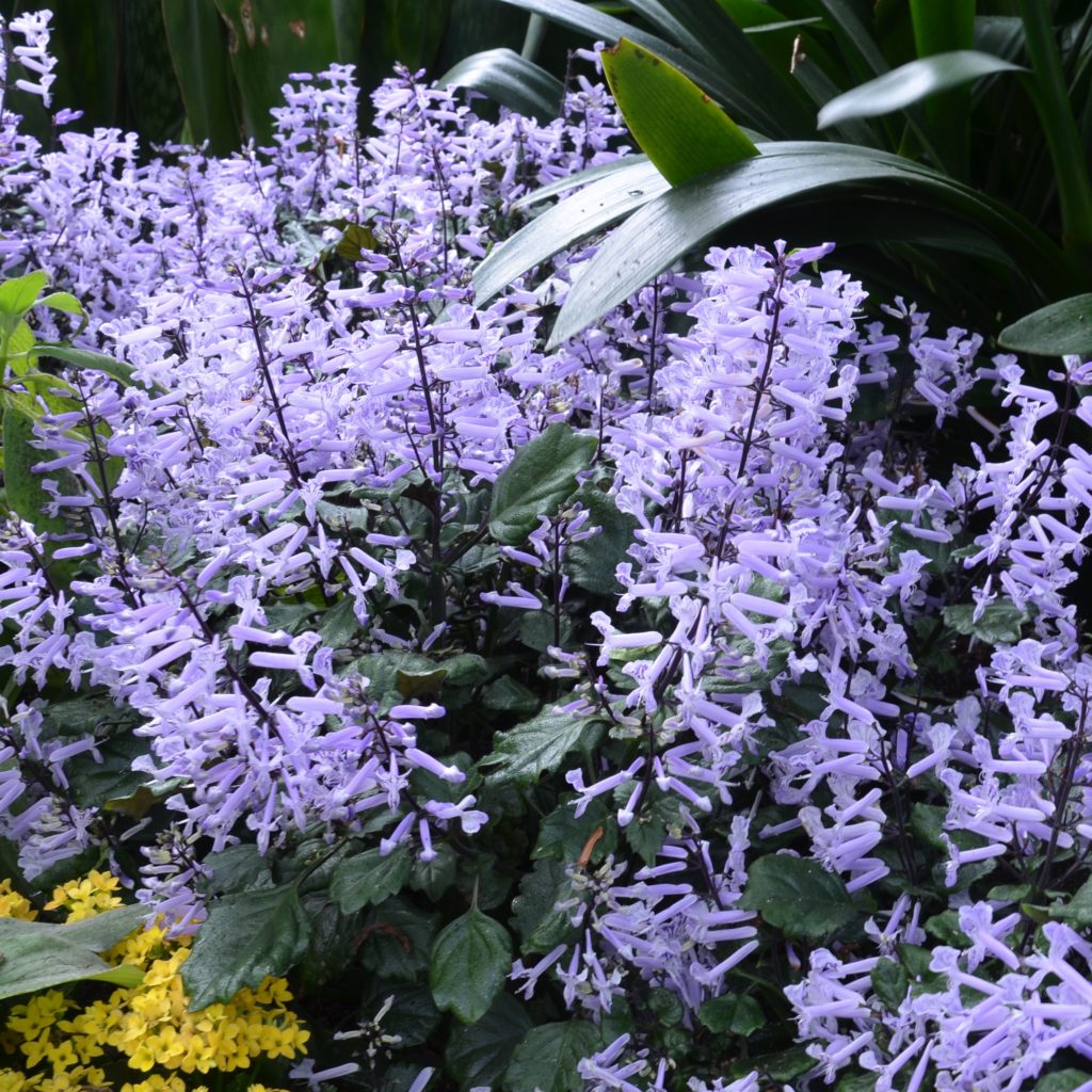 Plectranthus x Velvet Elvis | Beds & Borders