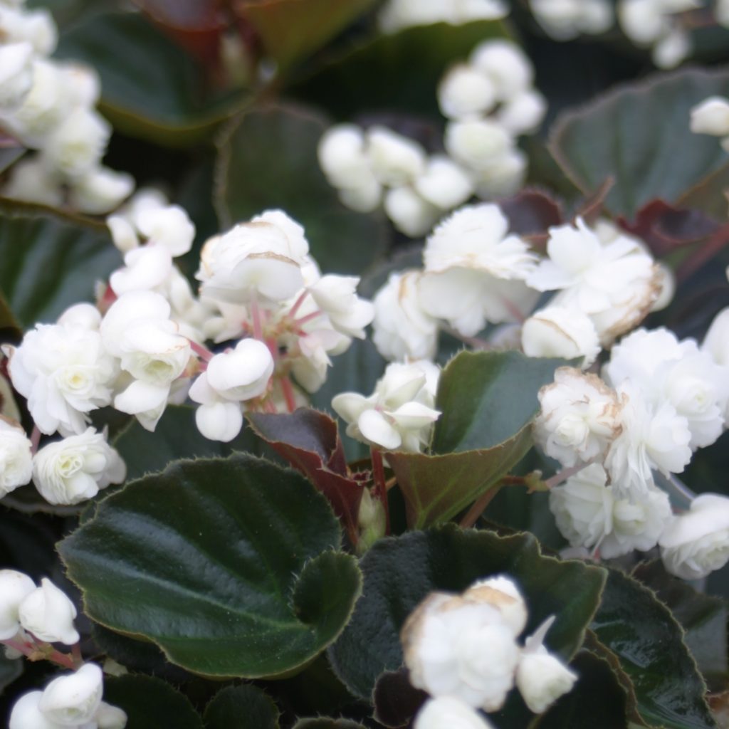 begonia-x-doublet-white-beds-borders