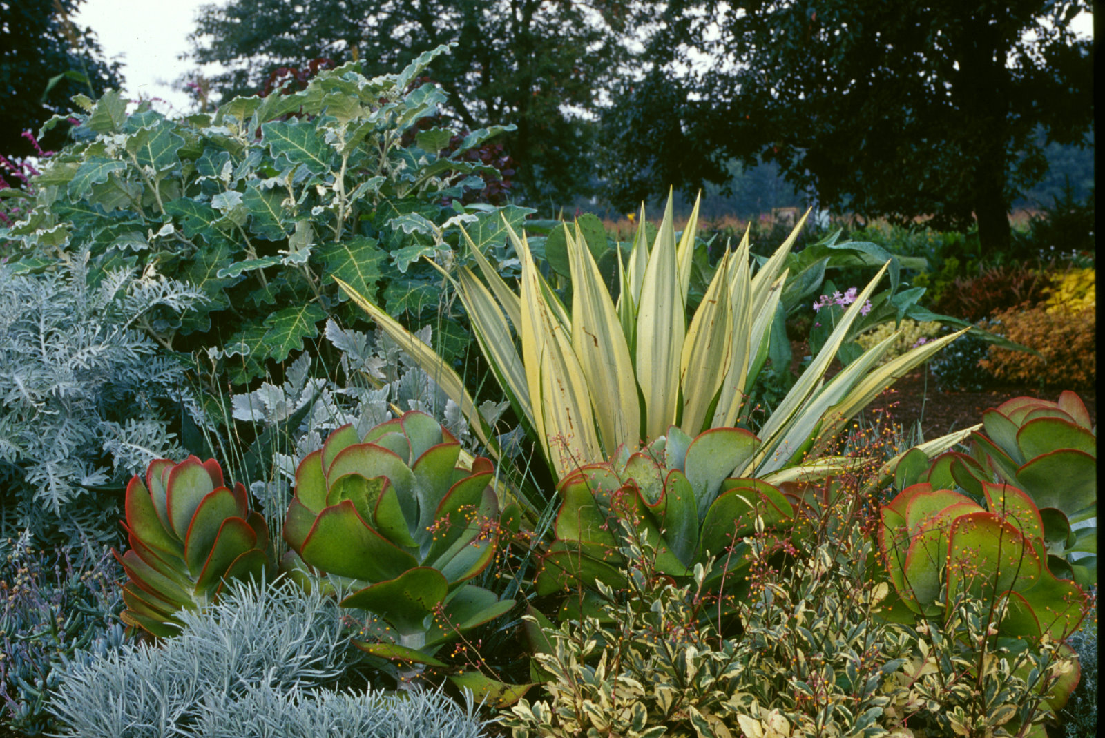 pink and white flower in macro photography