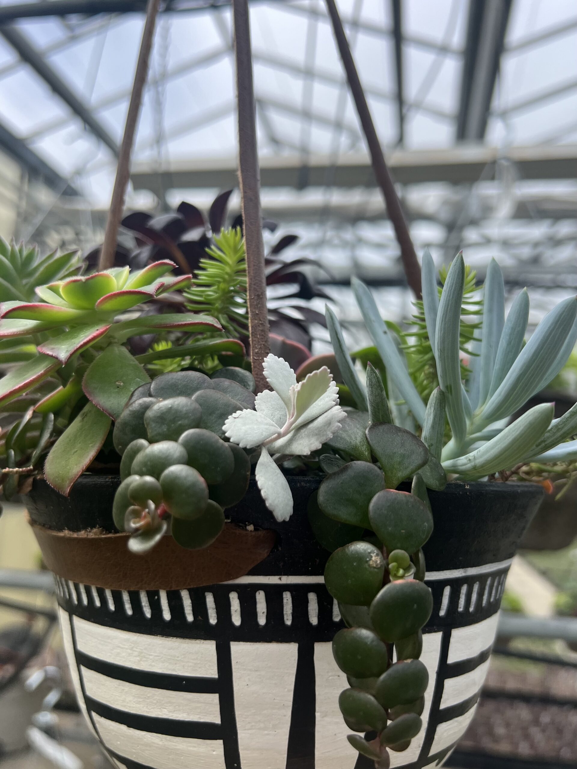 pink and white flower in macro photography
