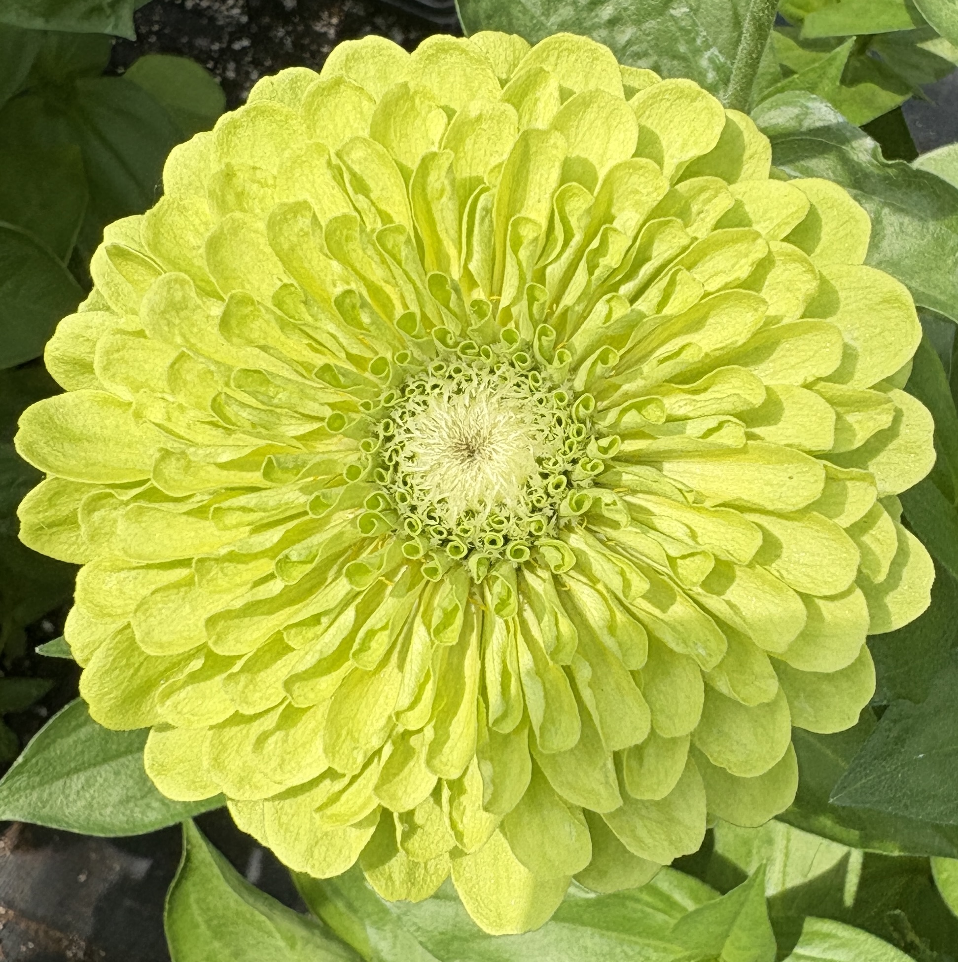 a close up of a small green plant in dirt